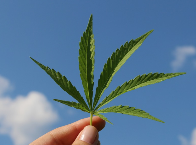 ganja leaf